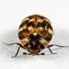 Varied Carpet Beetle