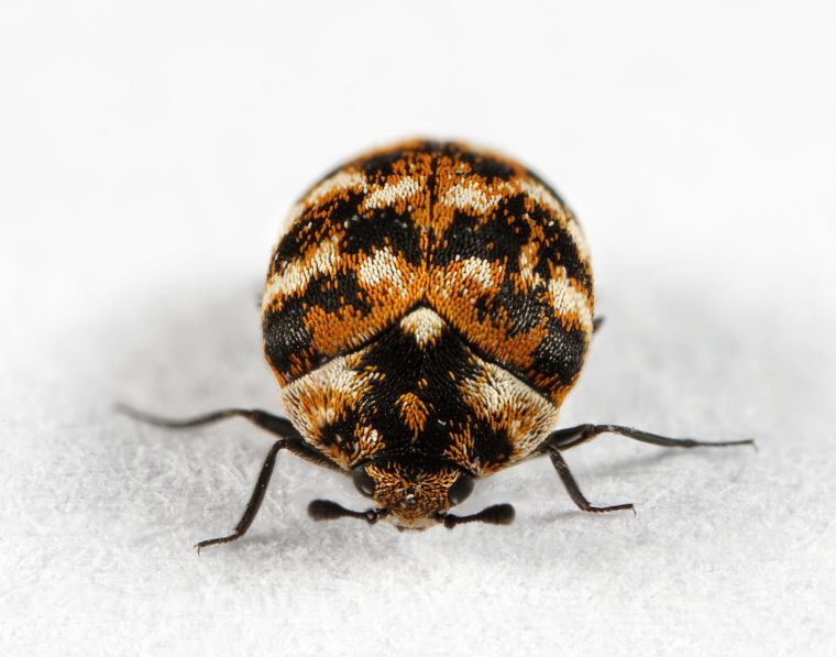 Varied Carpet Beetle