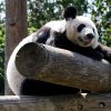 Giant panda at the Memphis Zoo