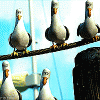 Finding Nemo seagulls