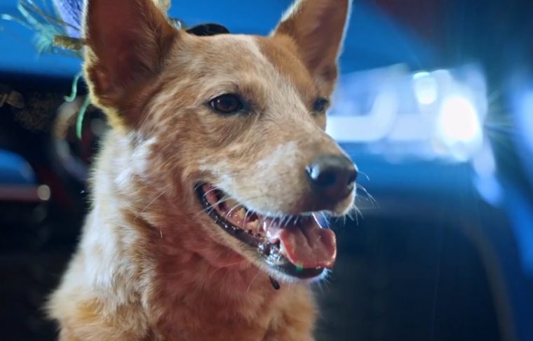 2019 toyota corolla hatchback commercial catwalk dog