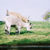 al johnsons swedish restaurant goats on the roof