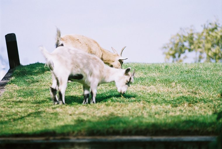 al johnsons swedish restaurant goats on the roof