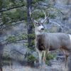 Wisconsin Deer Accident Before Midterm Elections