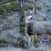 Wisconsin Deer Accident Before Midterm Elections