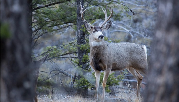 Wisconsin Deer Accident Before Midterm Elections Wildlife Traffic Safety Alert