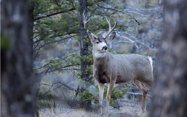 Wisconsin Deer Accident Before Midterm Elections