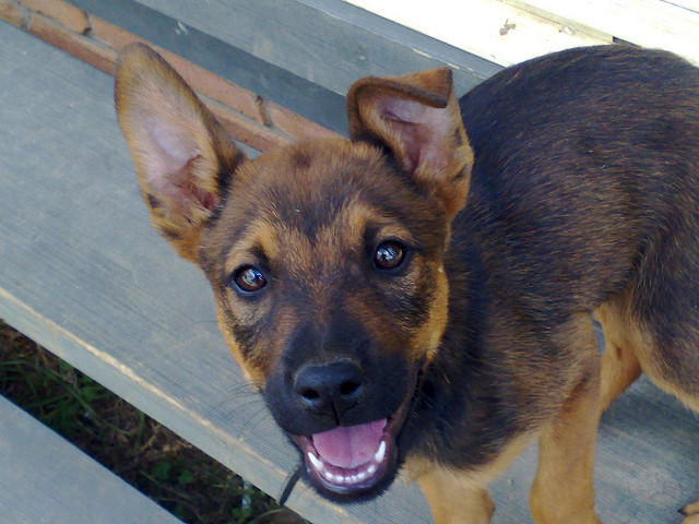 Rescued Puppies Find New Homes