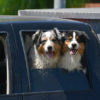 happy dogs in car