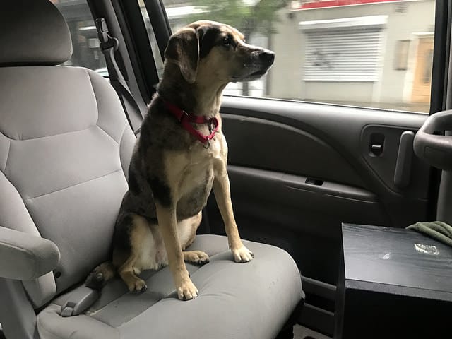 dog in car