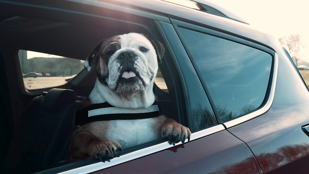 1 in 3 Dog-Owning Drivers Put Themselves, Passengers and Other R