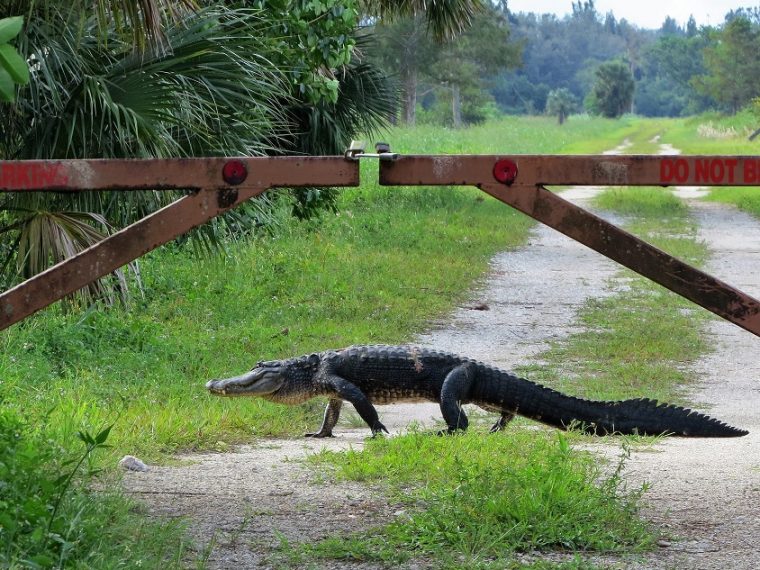 Alligator Car Accidents