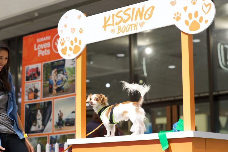 Adopt a puppy at the Atlanta International Auto Show