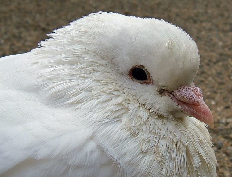 dove photobomb