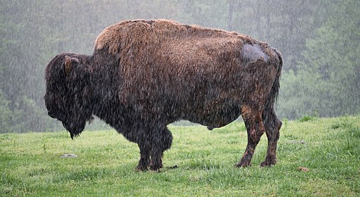 Buffalo North Carolina