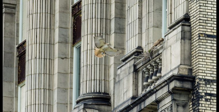 red-tailed hawks at Michigan Central Station