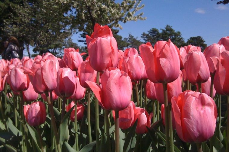 Holland Michigan Veldheer Tulip Garden