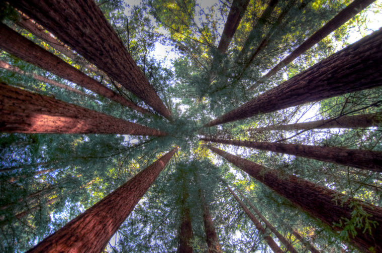 Humboldt Redwoods State Park Pacific Coast Highway road trip