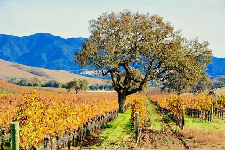 Vineyard in Santa Ynez Valley Pacific Coast Highway road trip