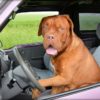 A dog in the driver's seat