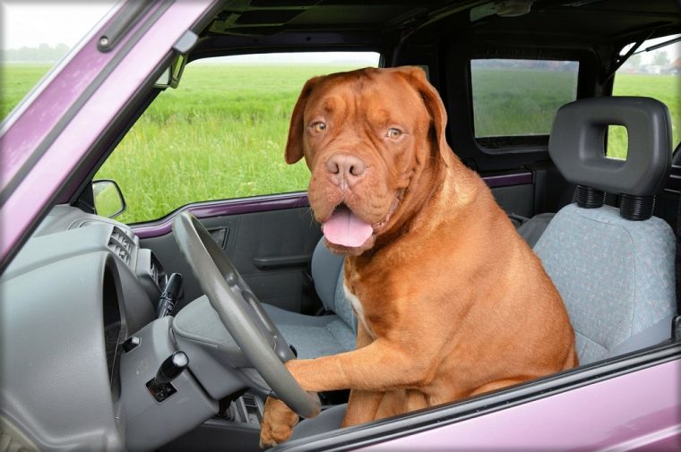 A dog in the driver's seat