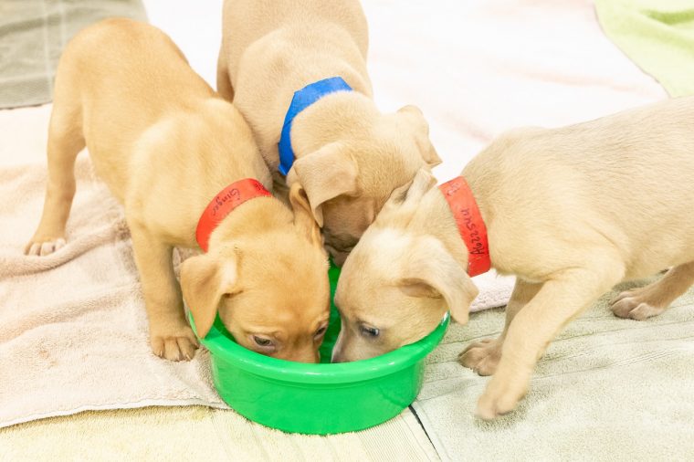 Subaru partners with L.A. animal shelters to find pets new homes