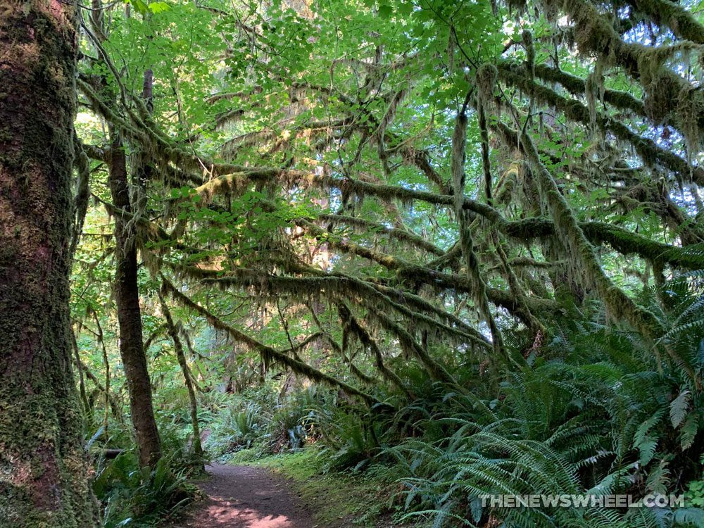 Olympia National Park rain forest