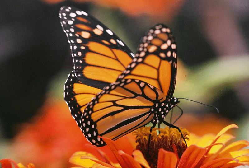 Monarch Butterfly