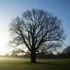 tree in field