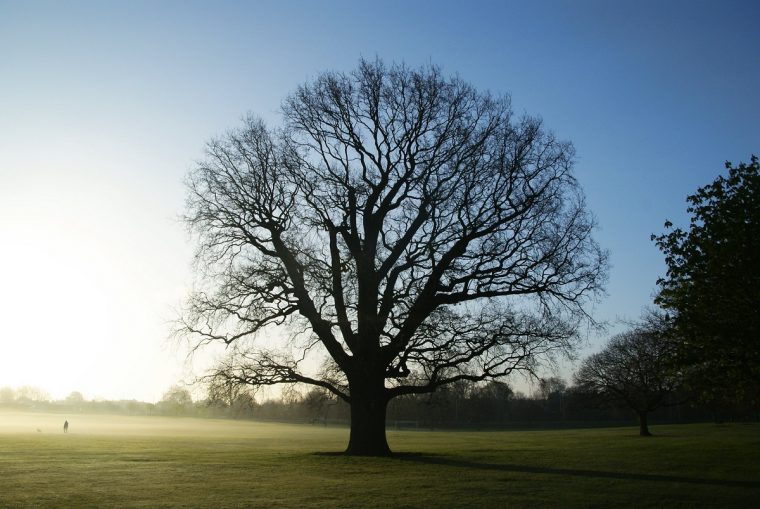 tree in field