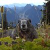 marmot at mt. rainier