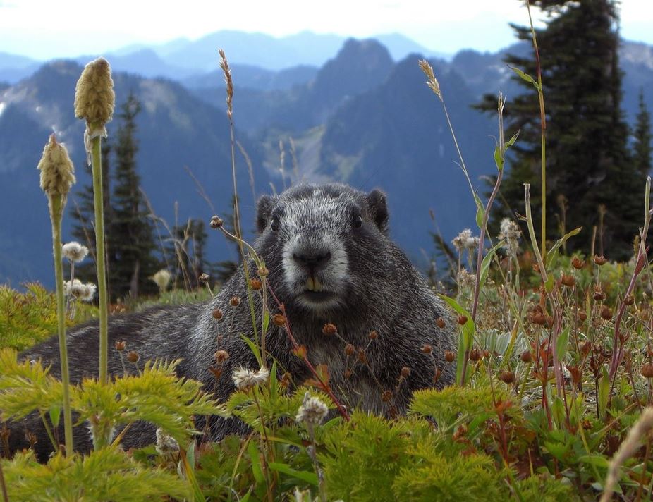 marmot at mt. rainier