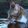 Cat drinking water