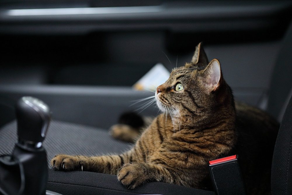 Cat in car seat