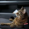 Cat in car seat