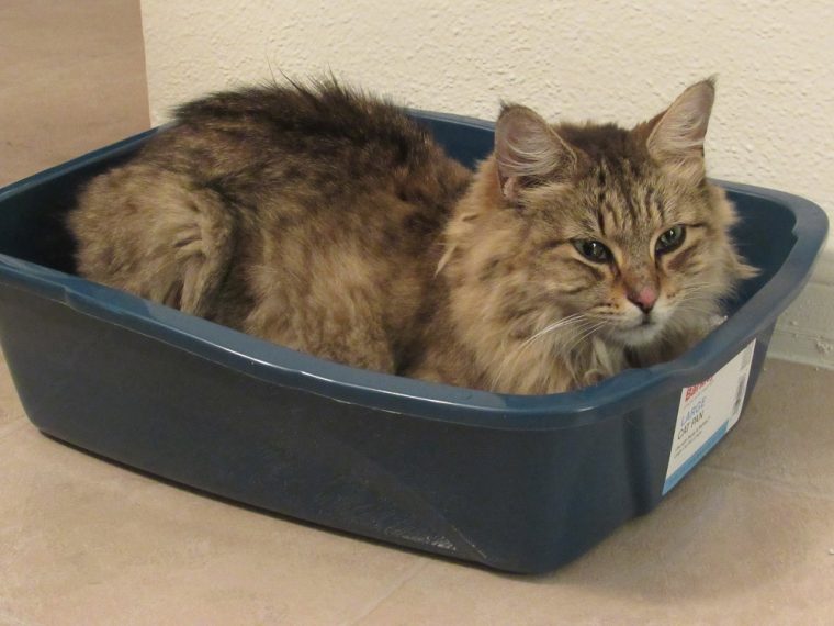 Cat in litter box