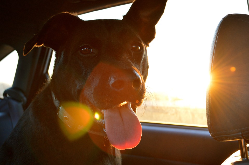 dog in car pet safety