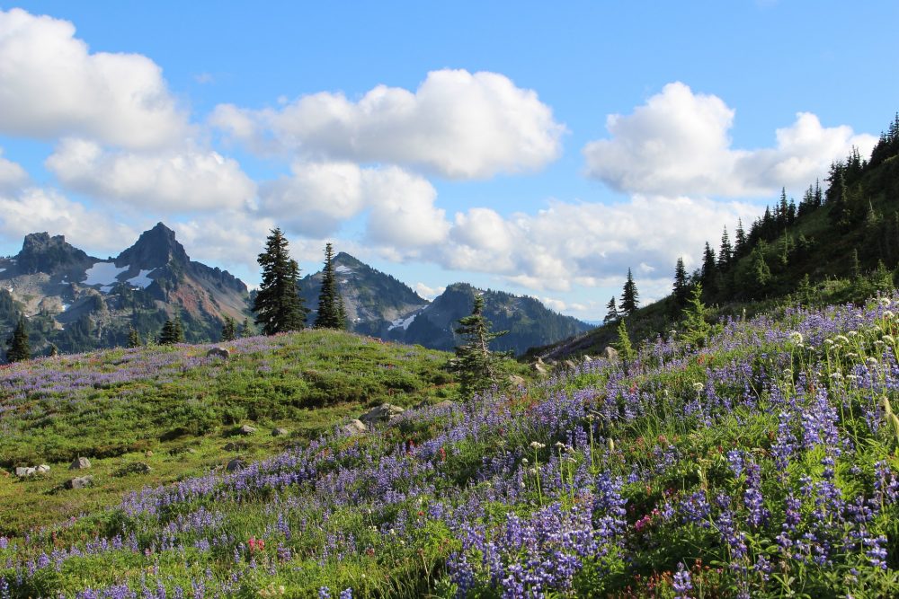 mount rainier national park flowers