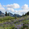 mount rainier national park flowers