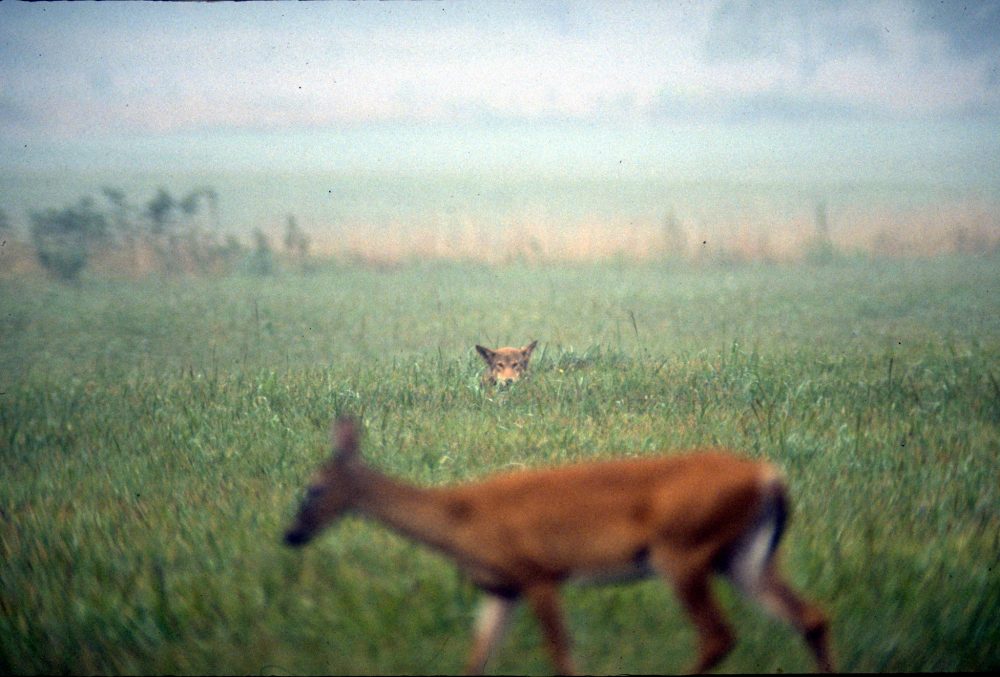 Cades Cove