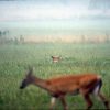 Cades Cove