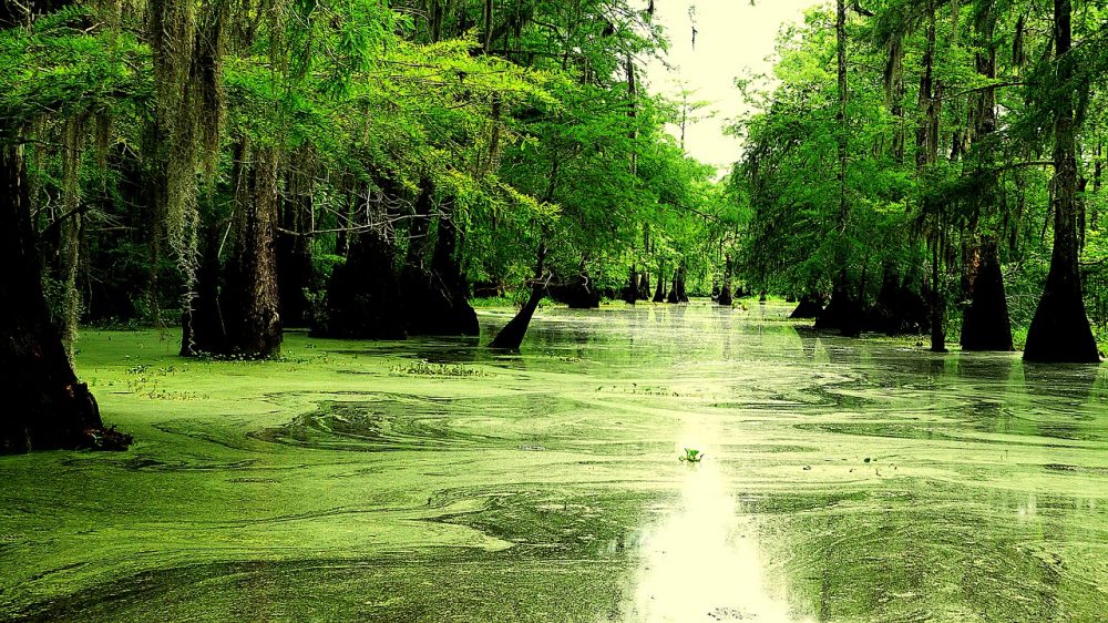 louisiana bayou swamp