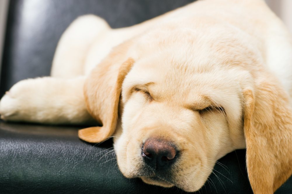 puppy sleeping on seat of car