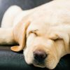 puppy sleeping on seat of car