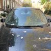Ford synthetic bird poop test