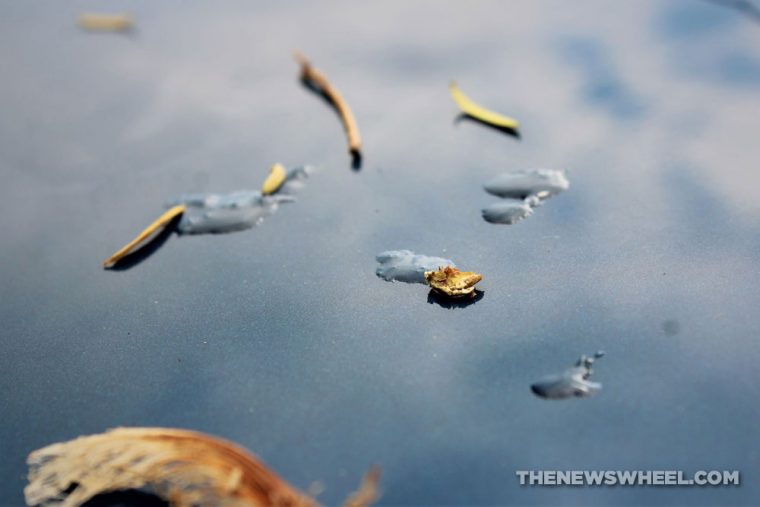 sticky tree sap and pine needles sitting on a car's paint job.