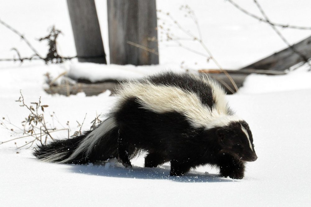 skunk running walking in snow