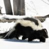 skunk running walking in snow