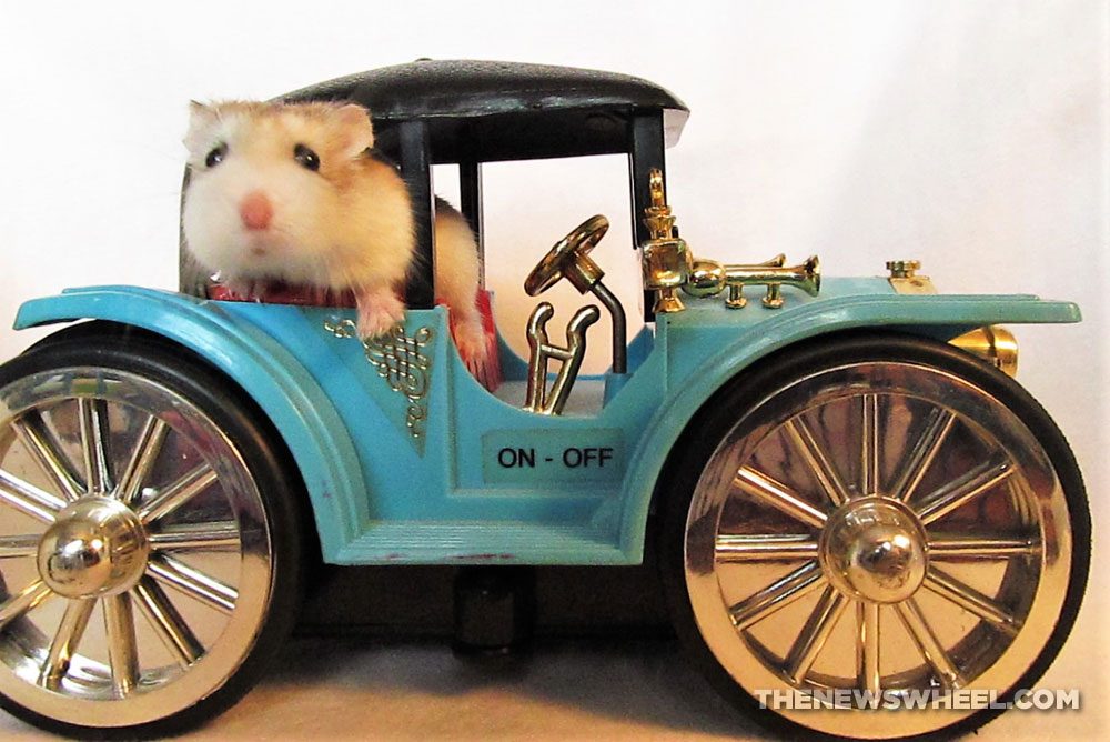 cute hamster in toy car adorable rodent pet