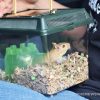 gerbil in car carrying case travel transport rodent pet hamster